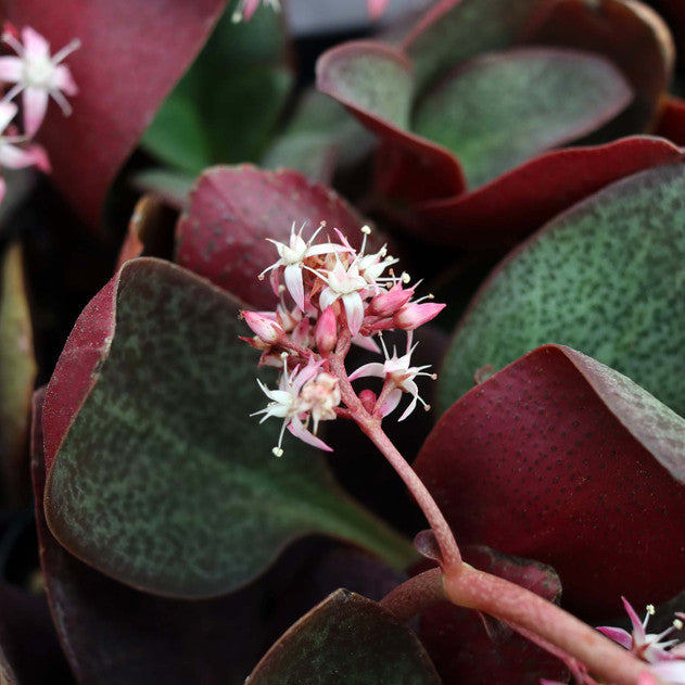 Crassula