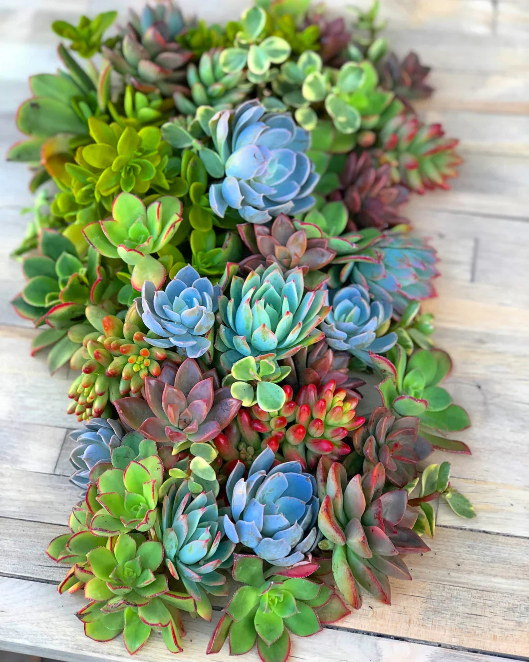 Succulent Cuttings