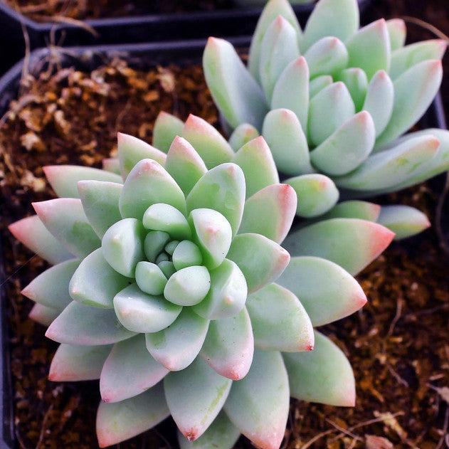 Sedeveria