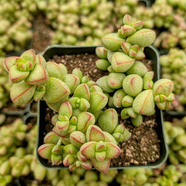 Crassula rupestris var. monticola