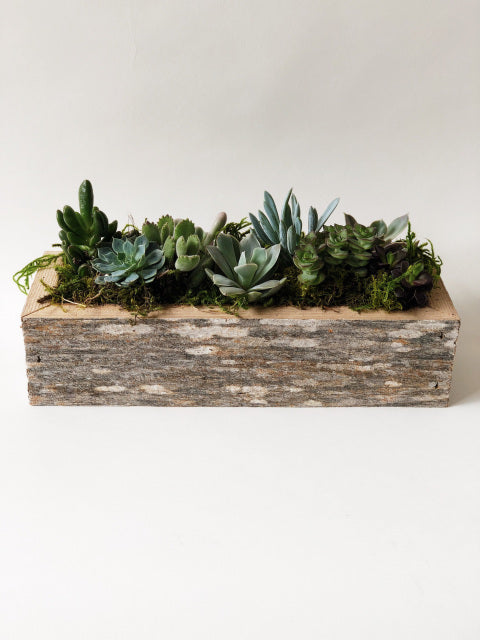 Succulent Planter Box 2x10"