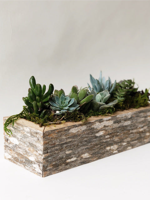 Succulent Planter Box 2x10"