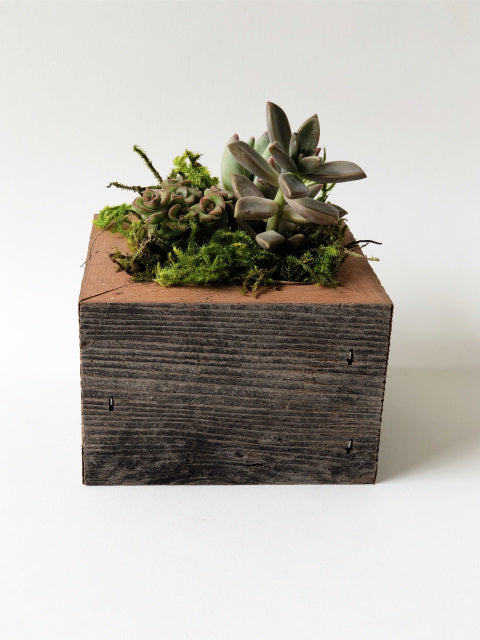 Succulent Planter Box 2x2"