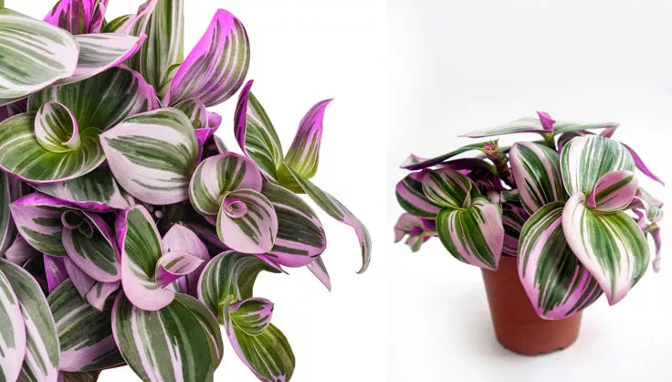 Tradescantia 'Nanouk'