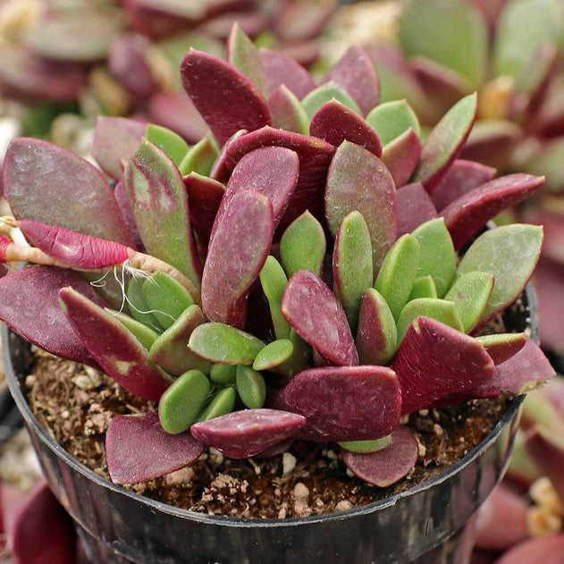 Anacampseros rufescens - Sand Rose