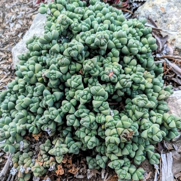 Corpuscularia lehmannii - Ice Plant