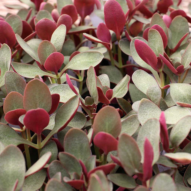 Crassula multicava - Fairy Crassula