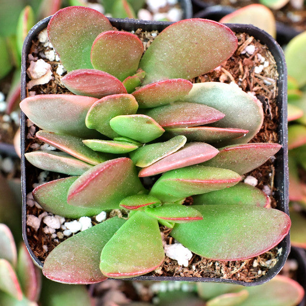 Crassula platyphylla f. variegata