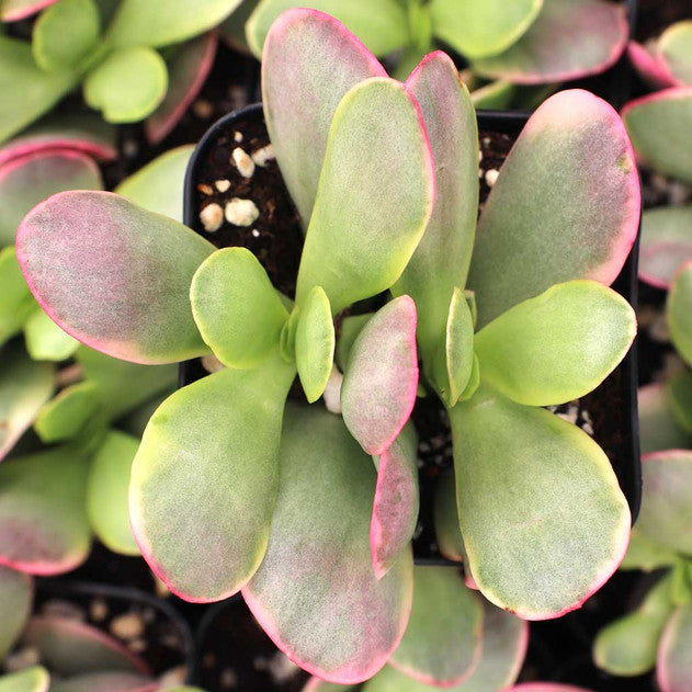 Crassula platyphylla f. variegata