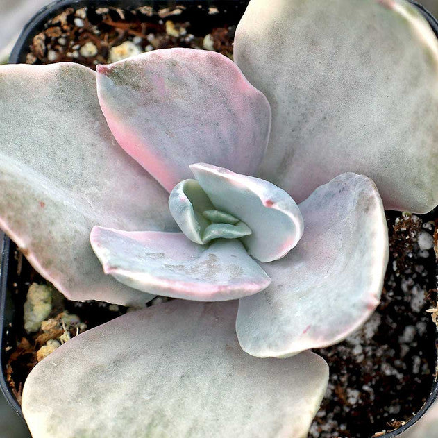 Echeveria 'Decora'
