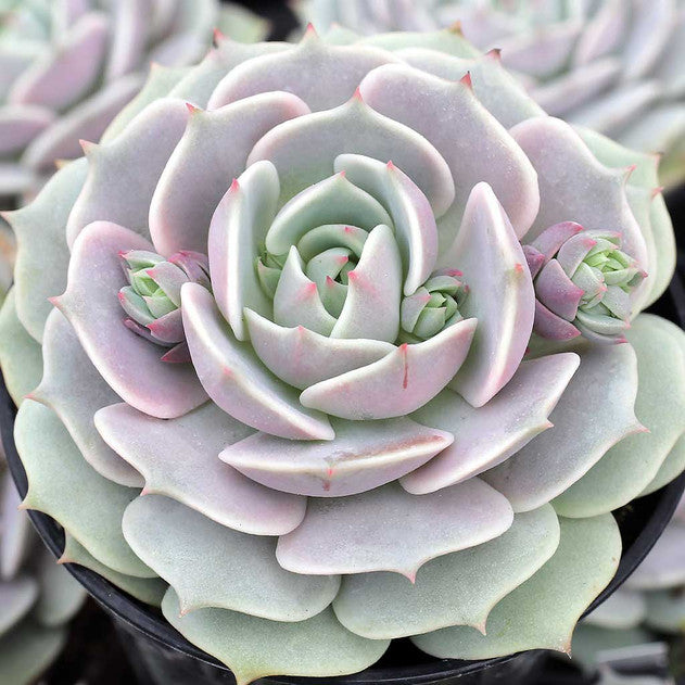 Echeveria 'Lola'