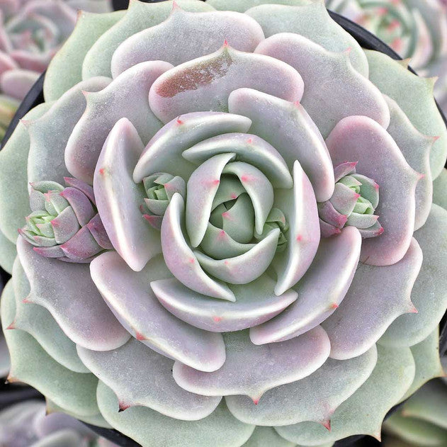Echeveria 'Lola'