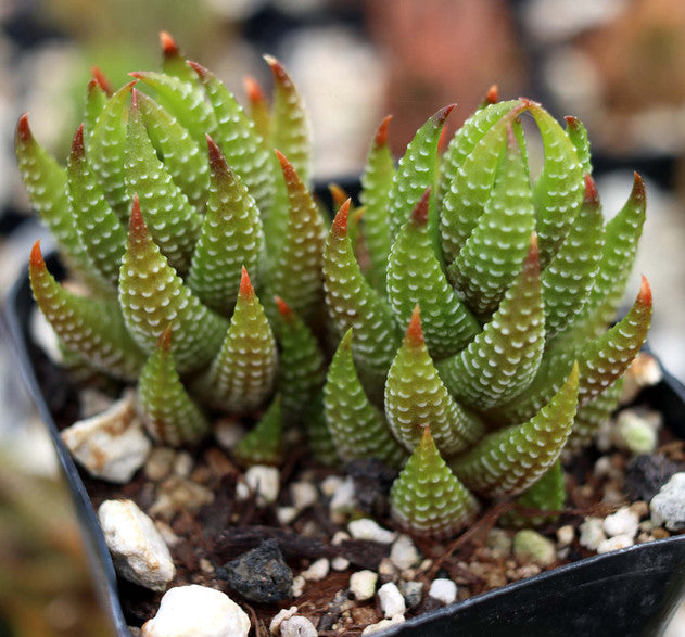 Haworthia coarctata var. tenuis