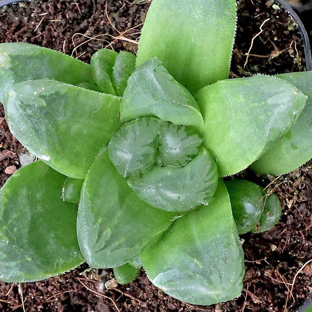 Haworthia retusa x maughanii