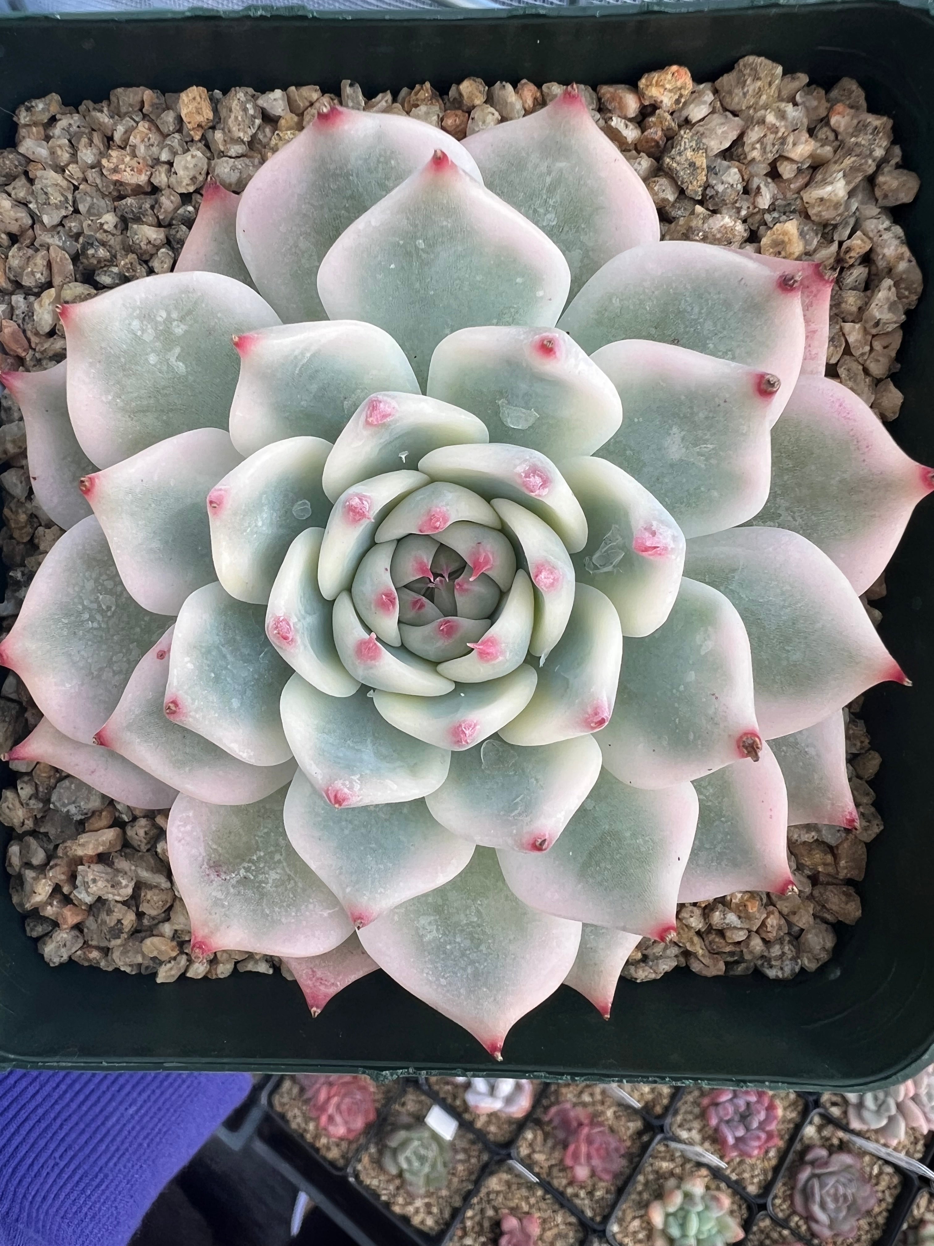 Variegated Echeveria Chihuahuaensis – Succulent Bloom Co.