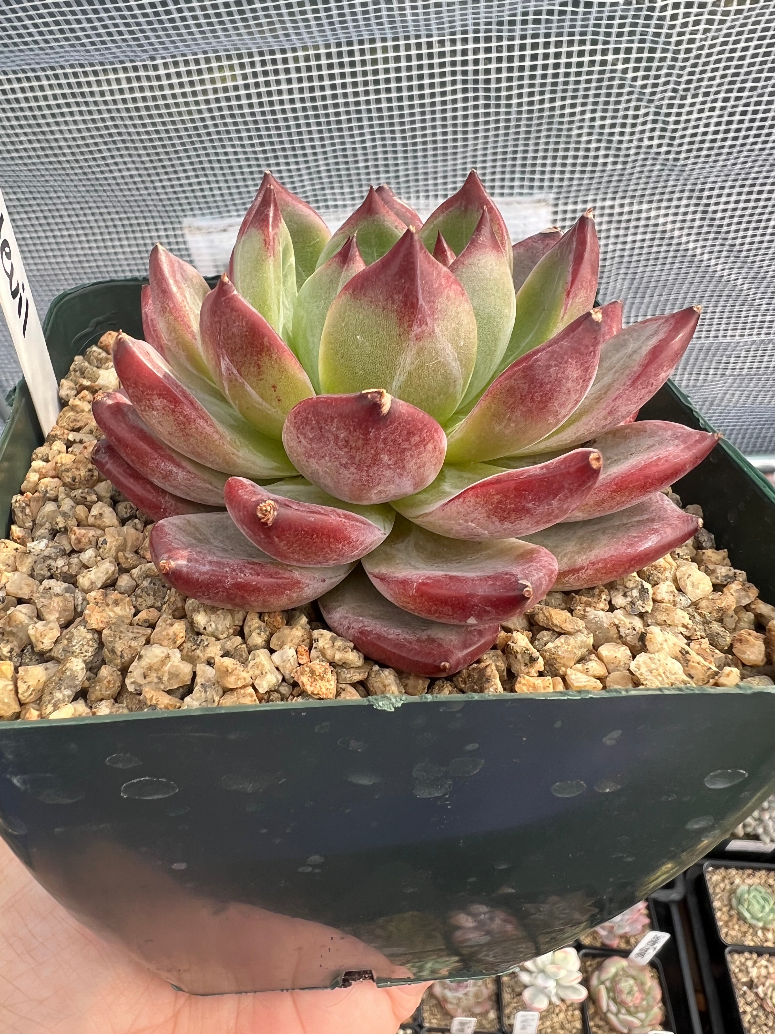 Echeveria Daredevil – Succulent Bloom Co.