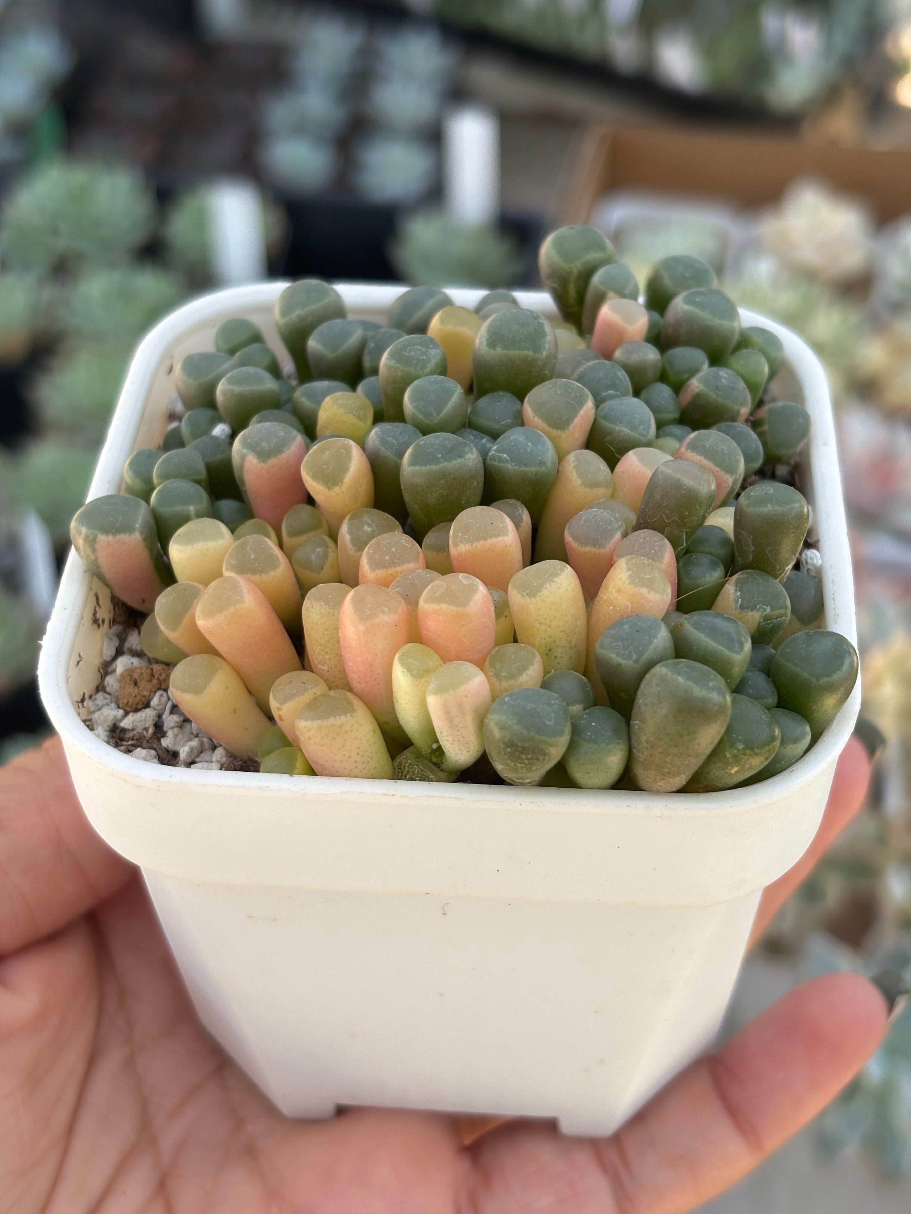 Fenestraria Aurantiaca (Variegated Baby Toes)