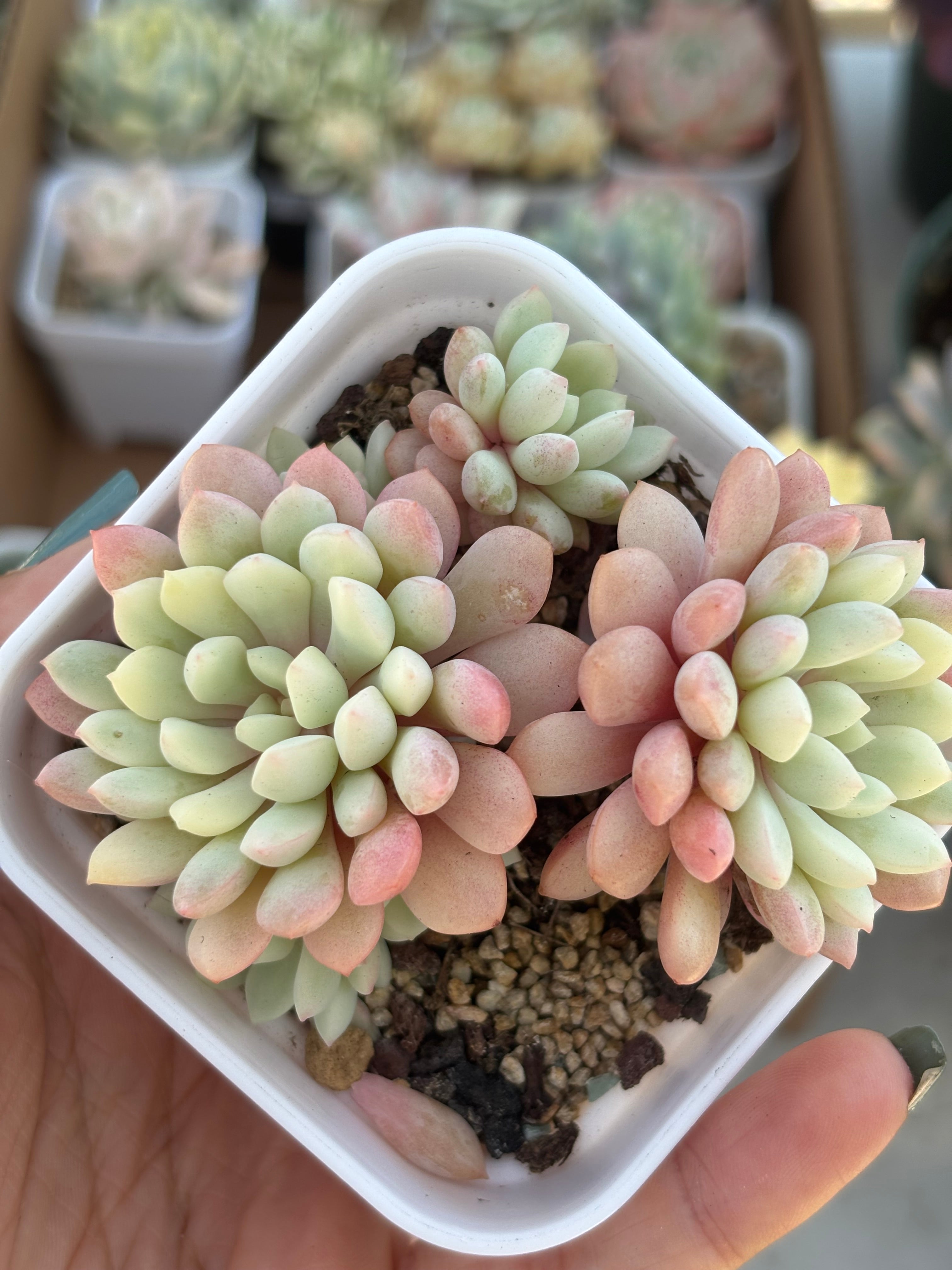 Echeveria Red Egg Variegata