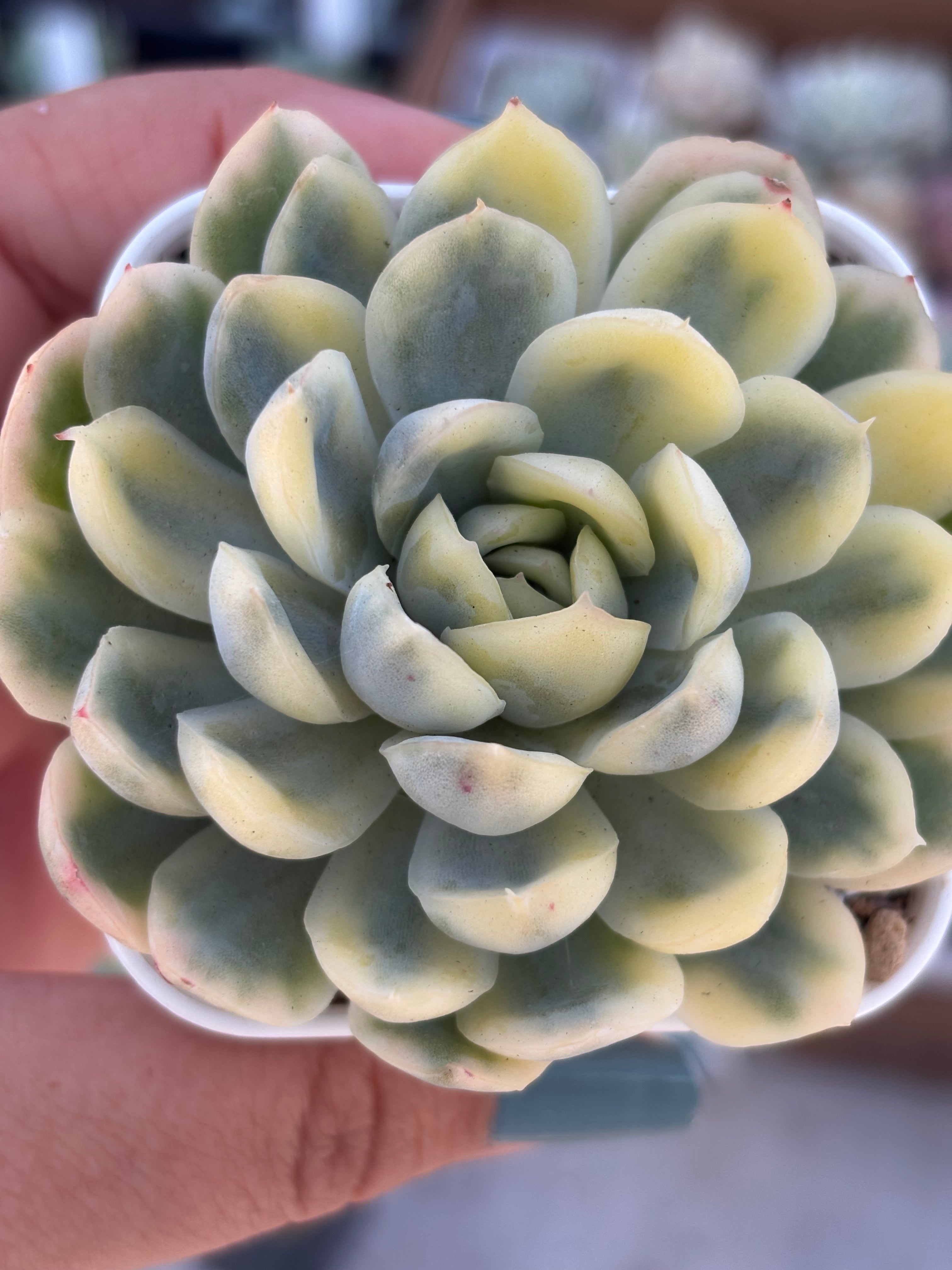 strawberry ice succulents Variegated Echeveria Strawberry Ice – Succulent Bloom Co