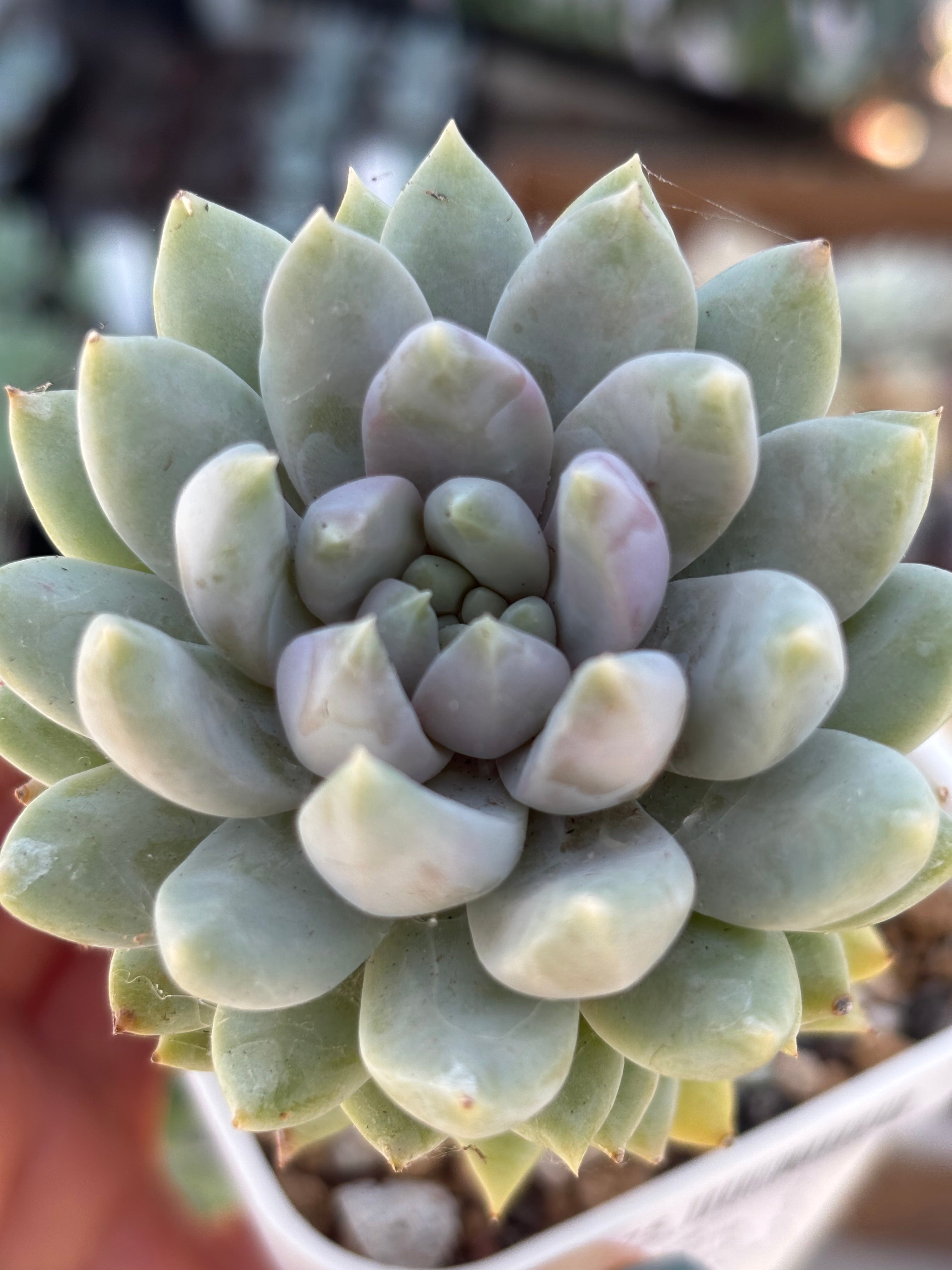 Sedeveria Lilac Mist
