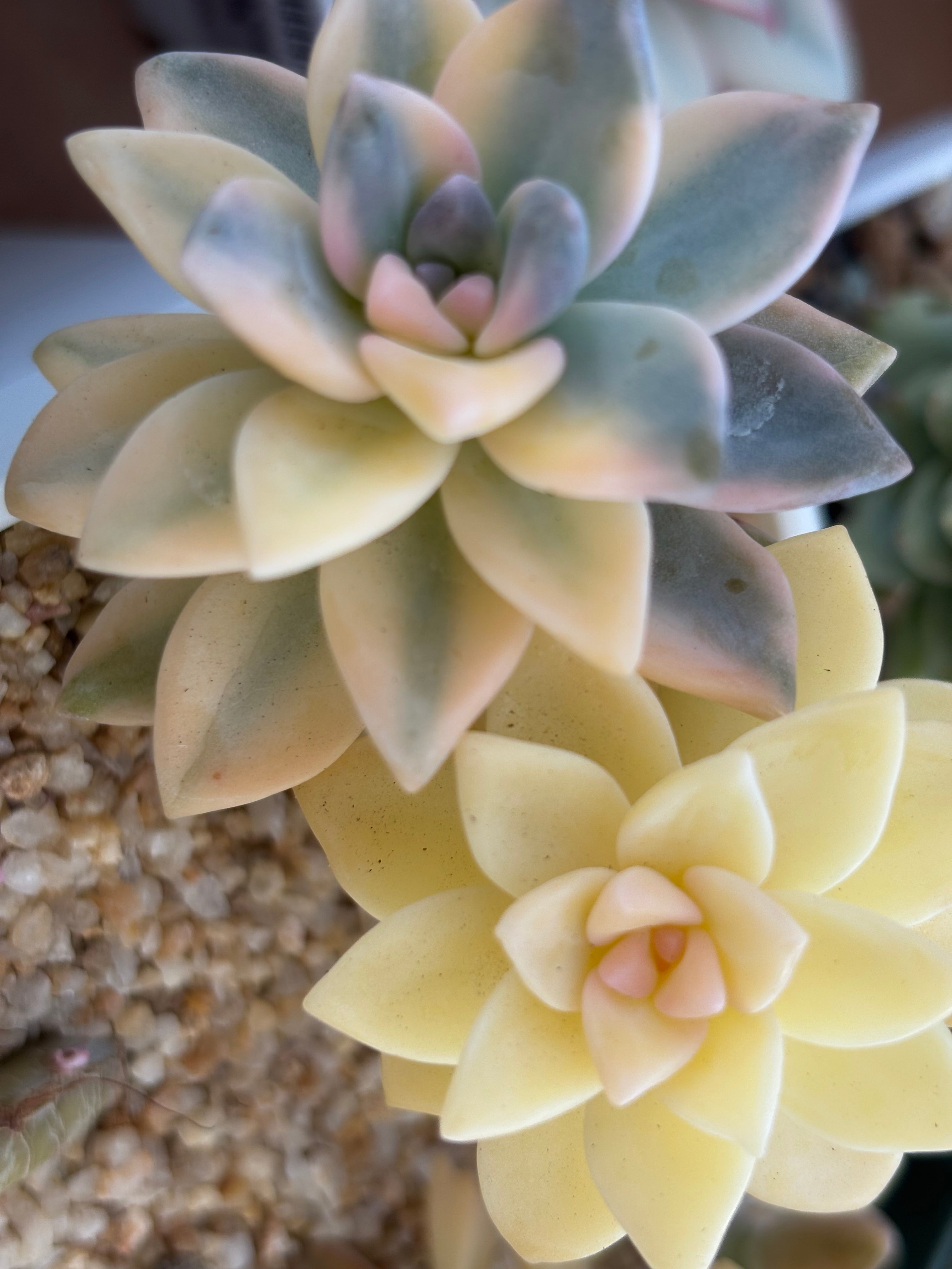 Graptopetalum Paraguayense "Variegated Ghost Plant"