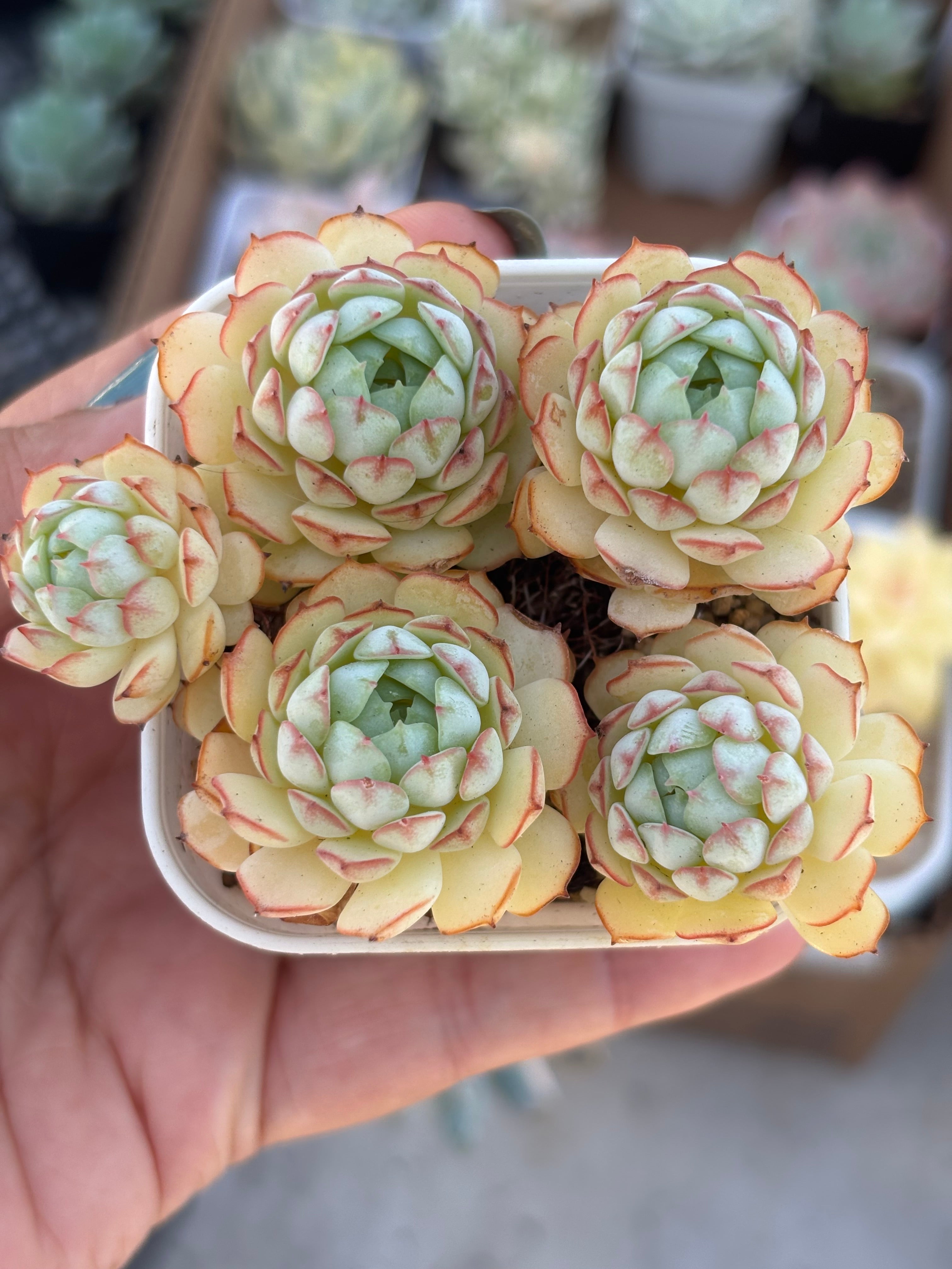 Echeveria Little Red Boa