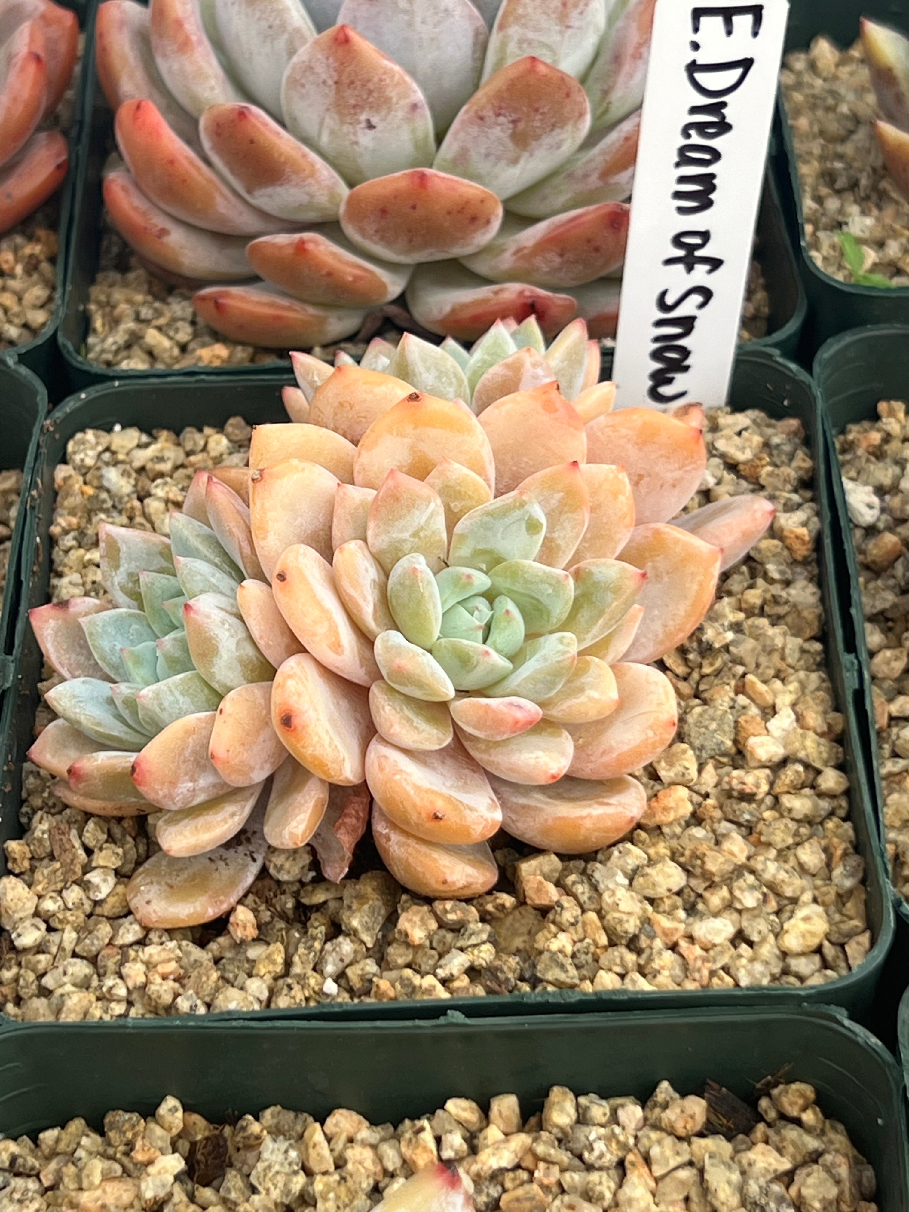 echeveria succulent bloom Echeveria Dream of Snow – Succulent Bloom Co