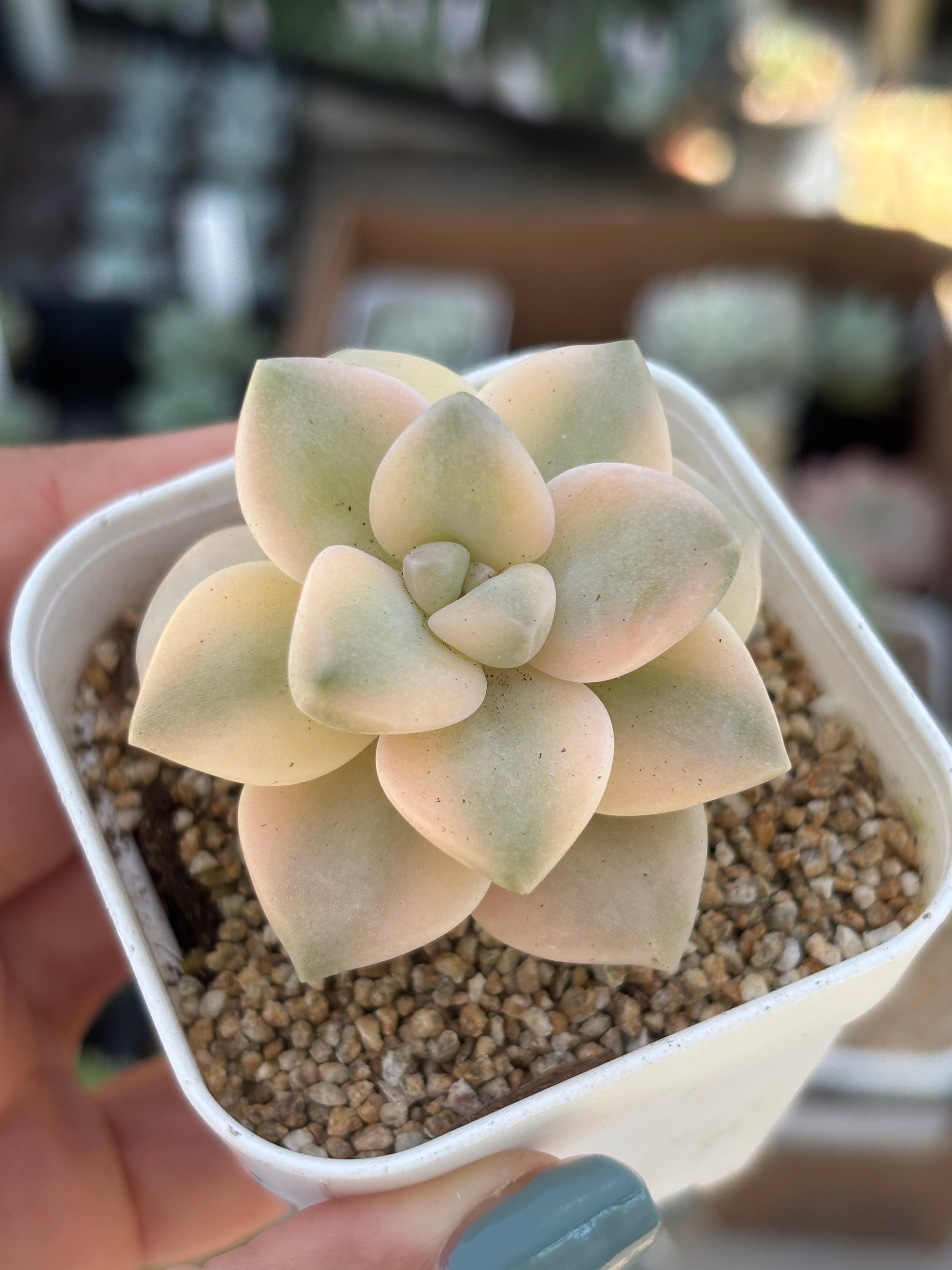 Graptoveria Titubans