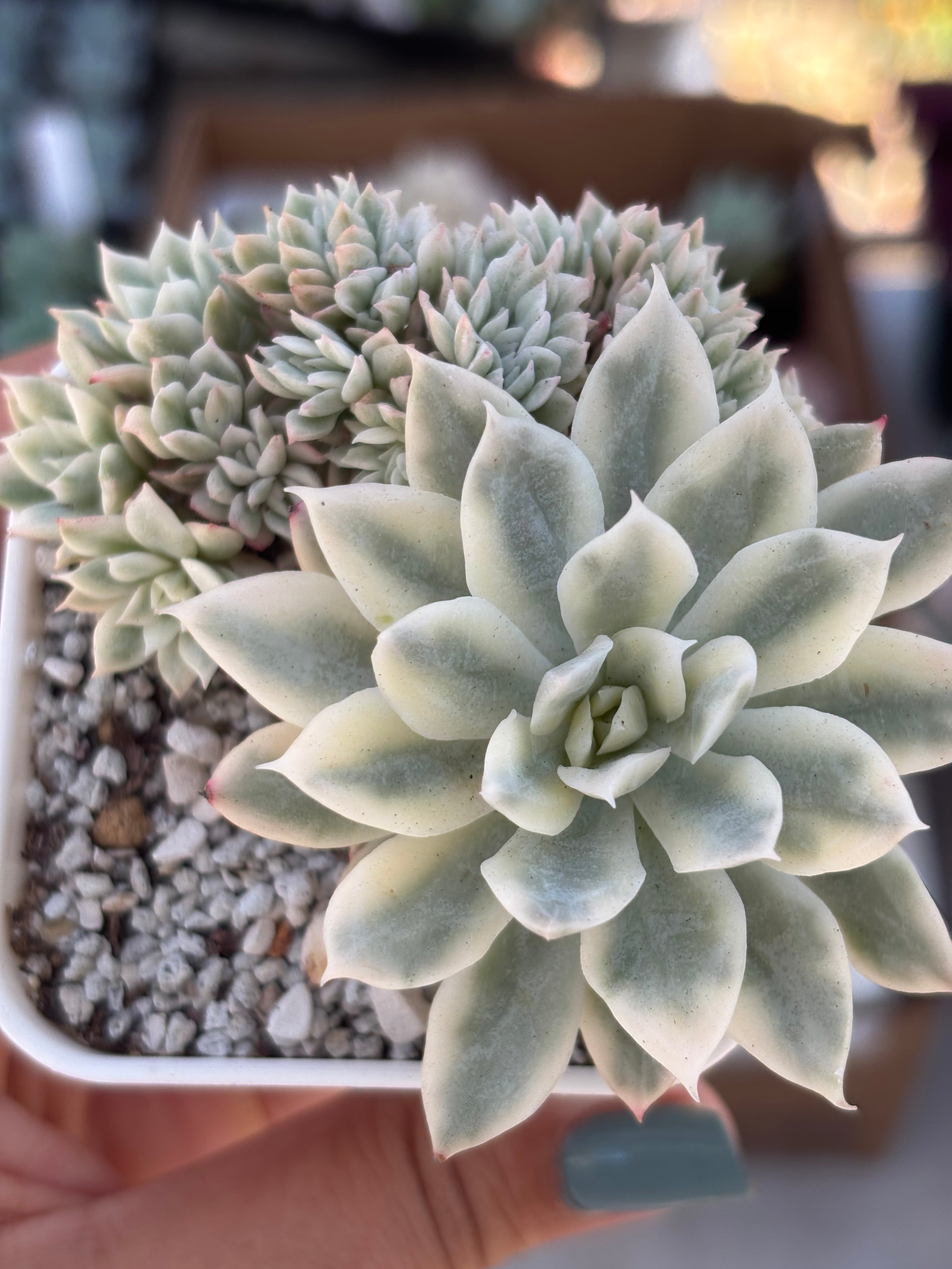 Variegated Crested Echeveria Bradburiana