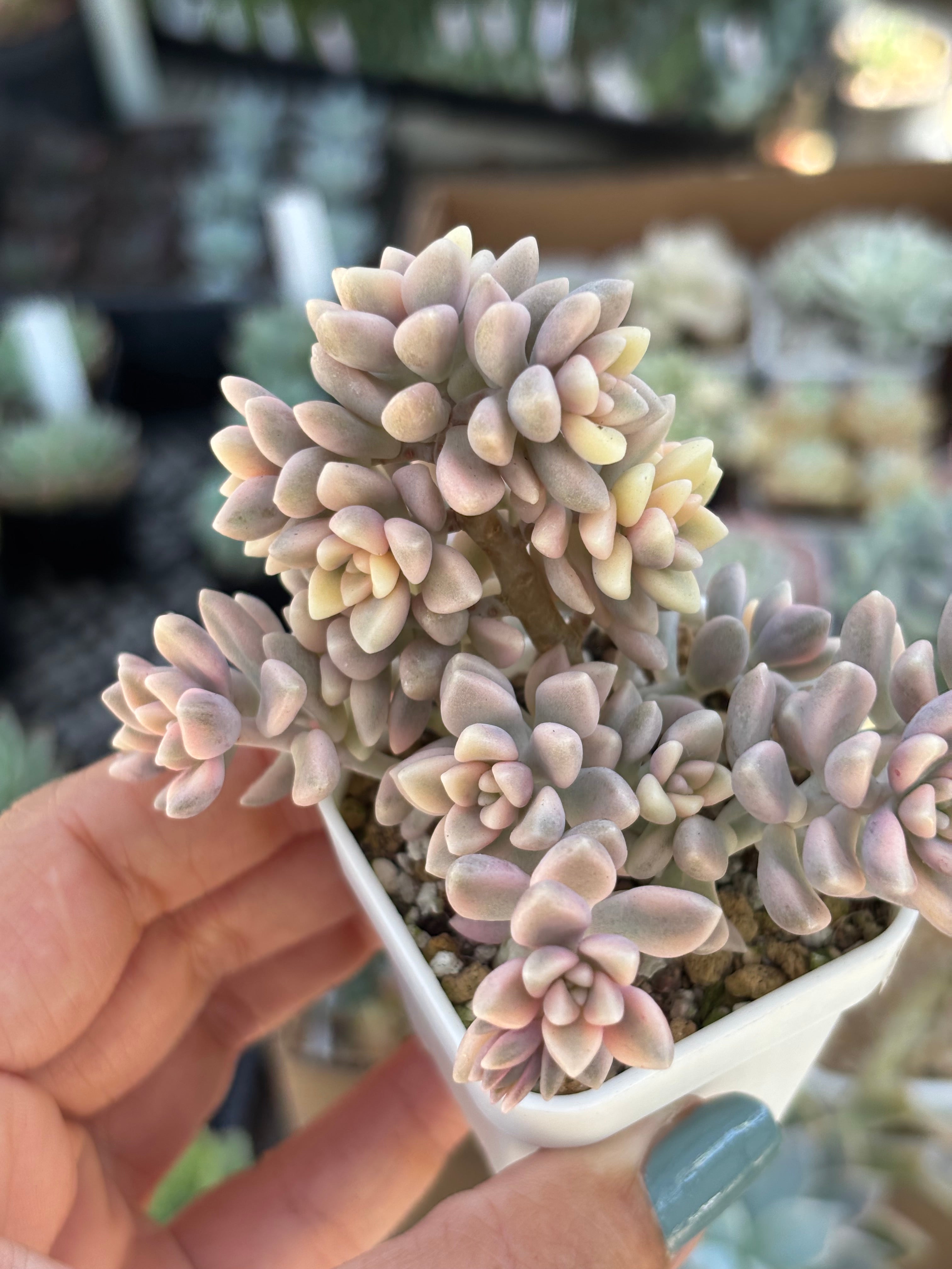Variegated Graptoveria Mirinae