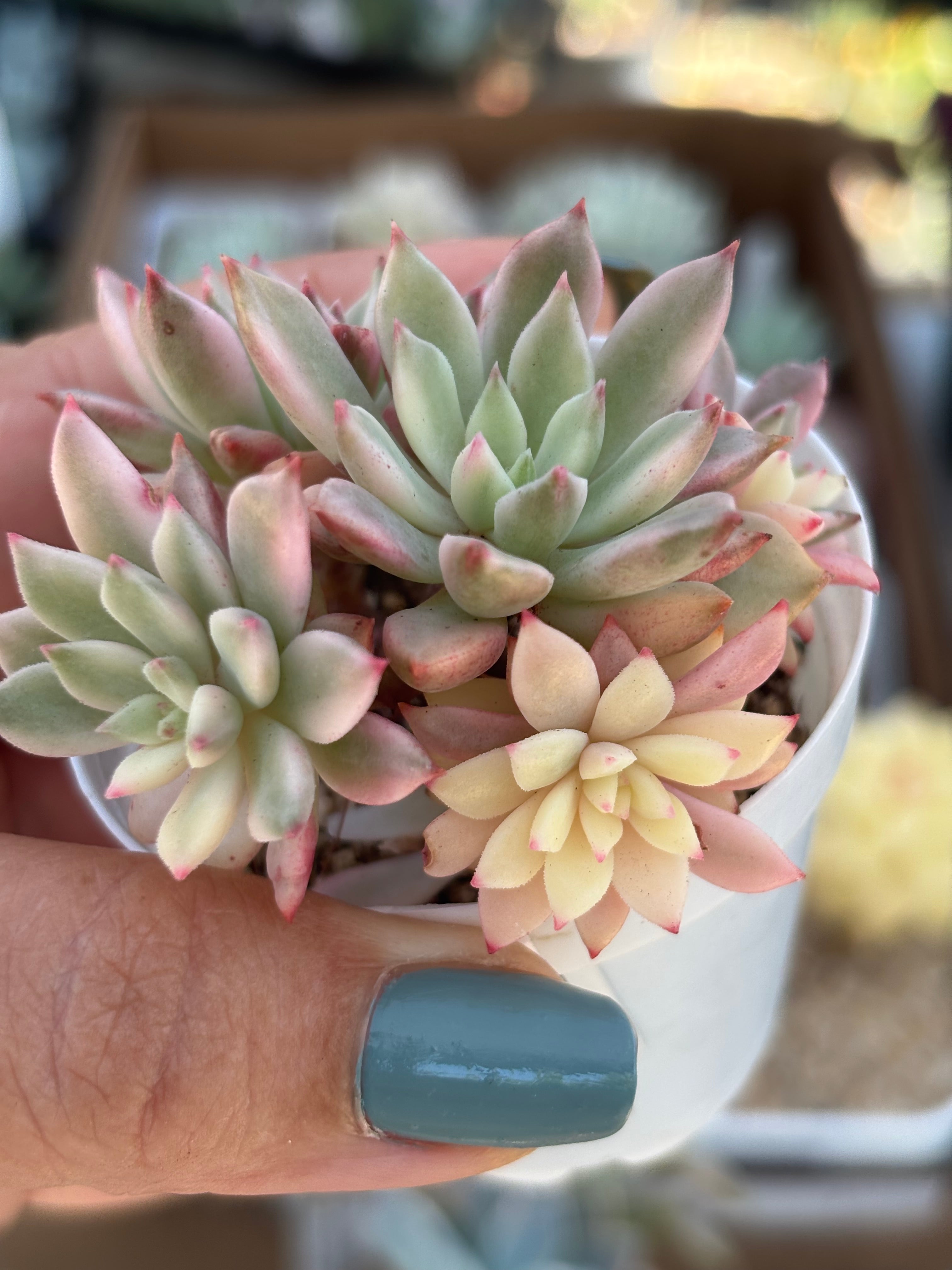 Echeveria Emerald Variegated