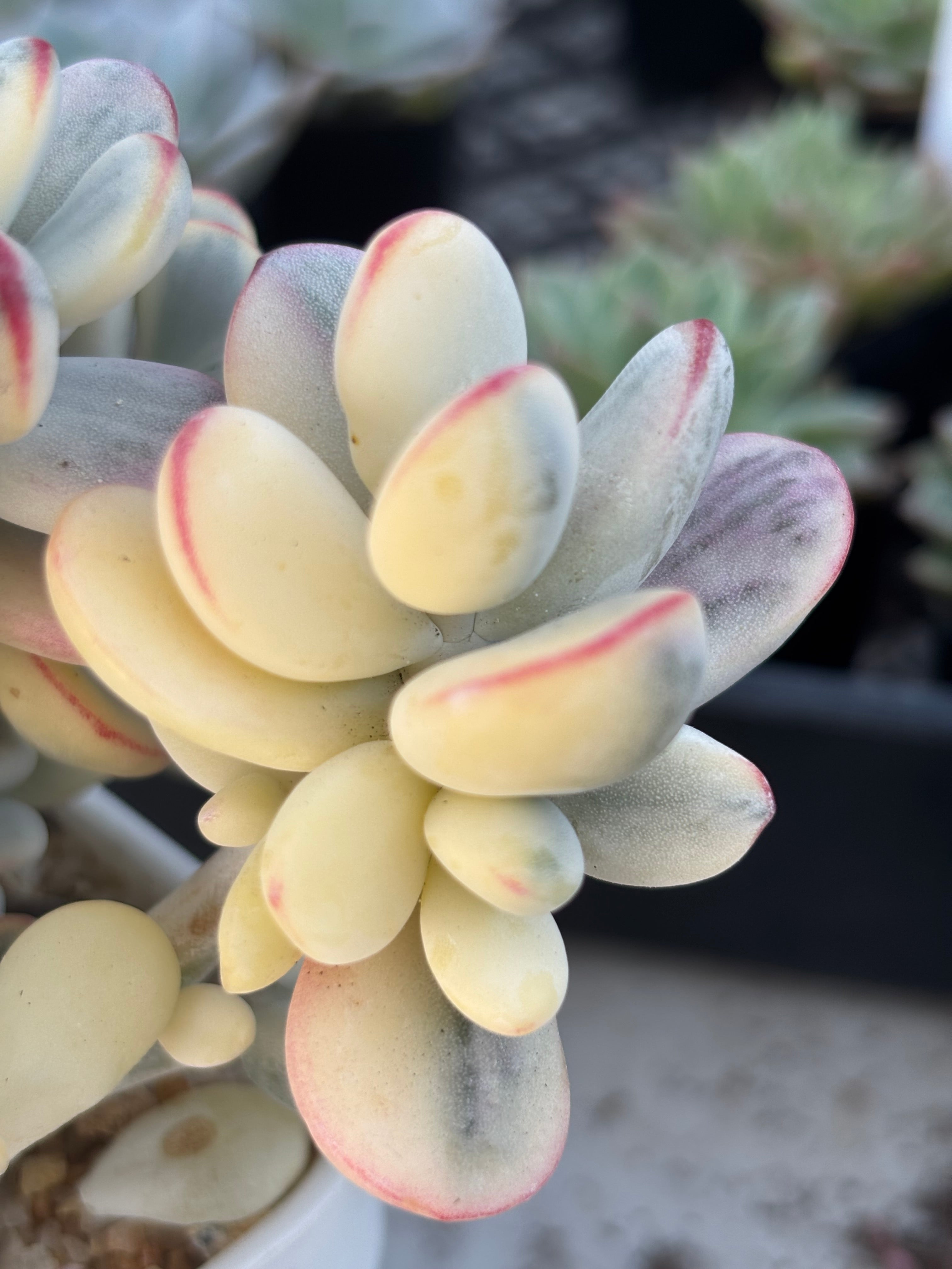 Variegated Cotyledon Orbiculata
