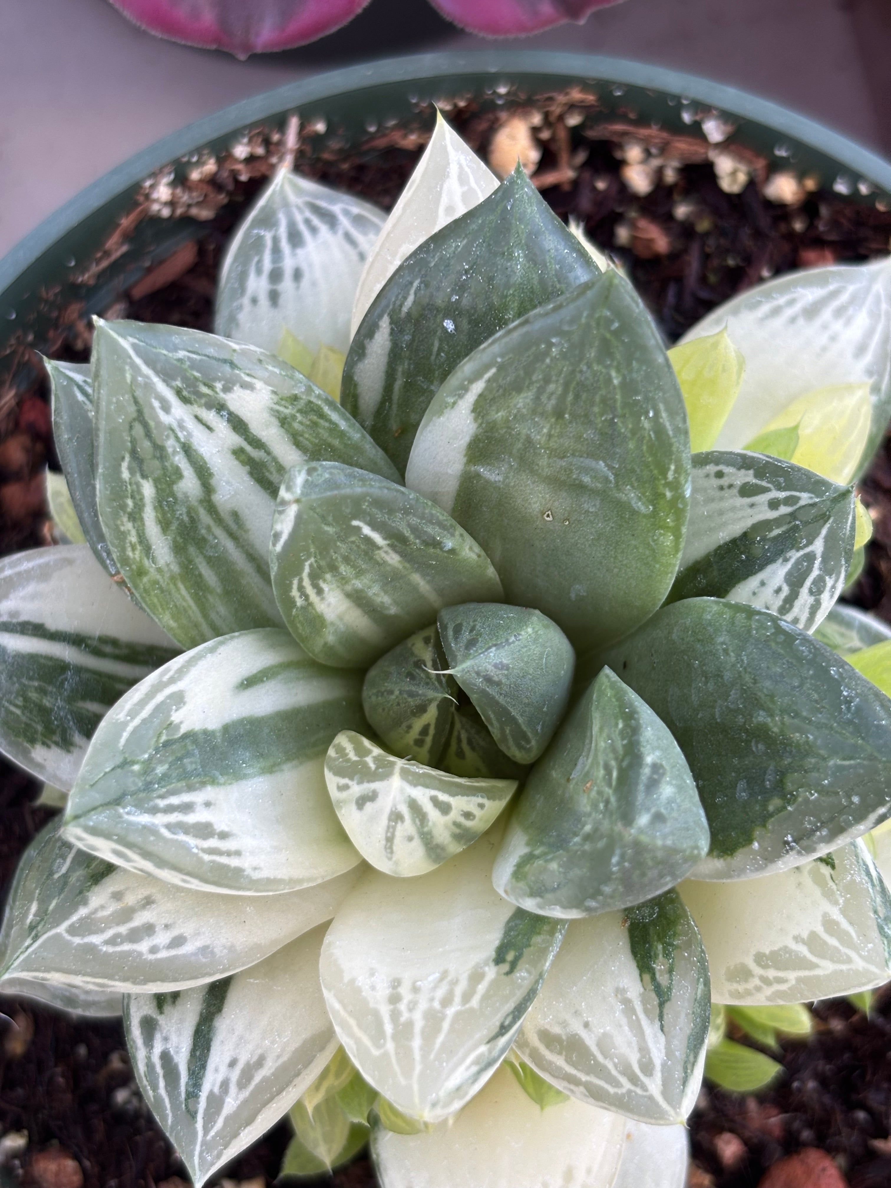 Variegated Haworthia