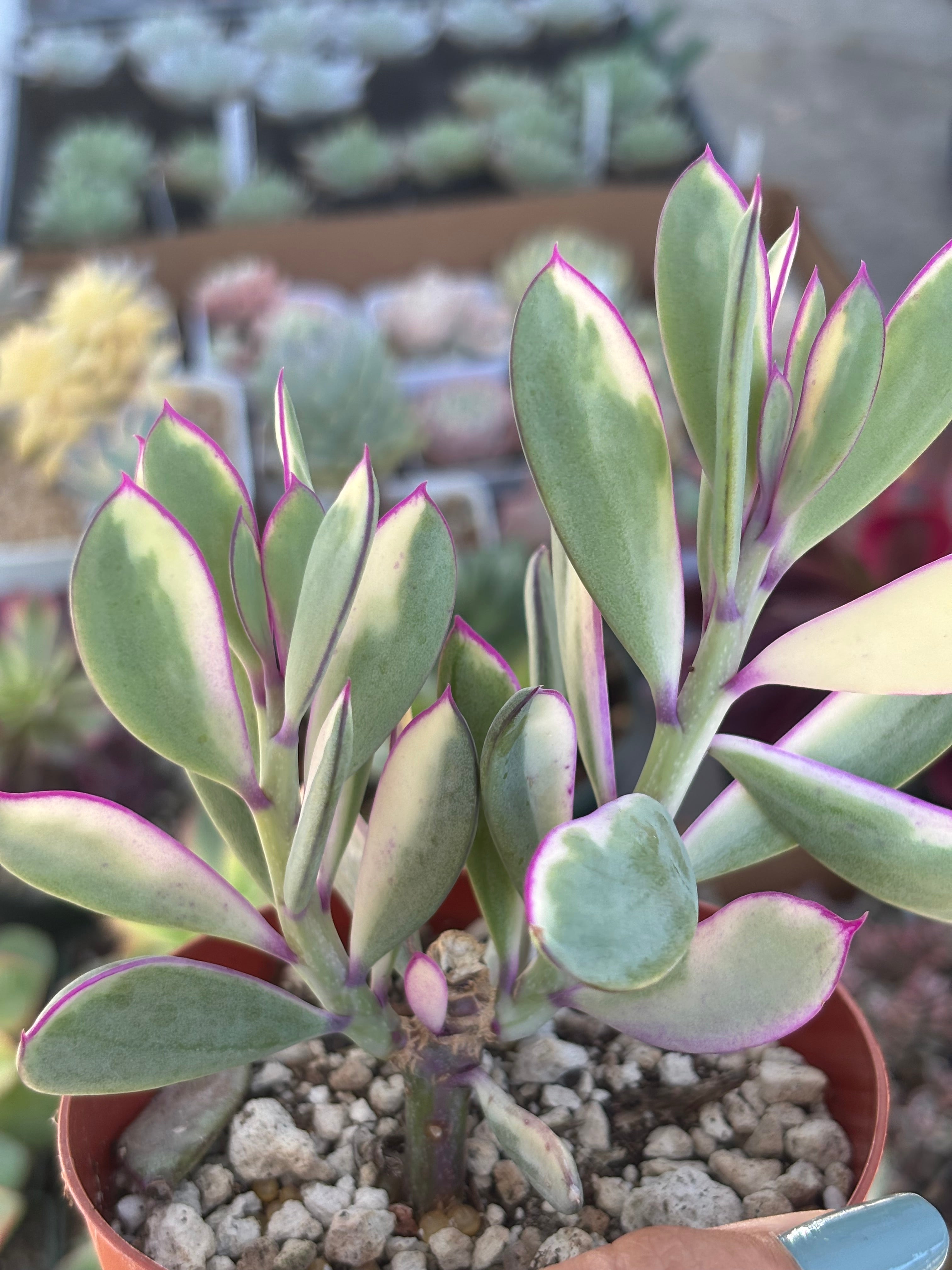 Senecio Crassissimus Variegated