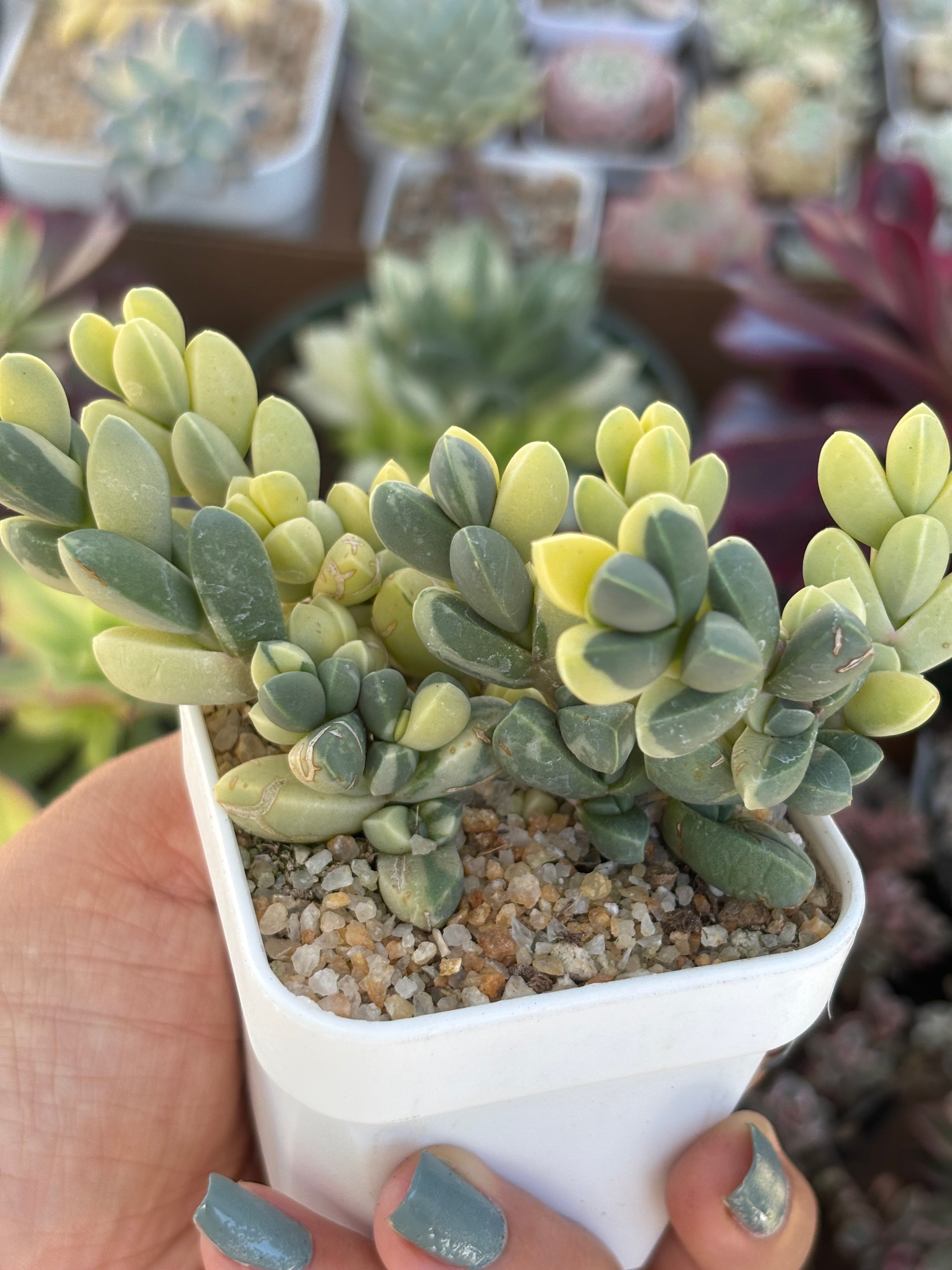 Variegated Corpuscularia Lehmannii