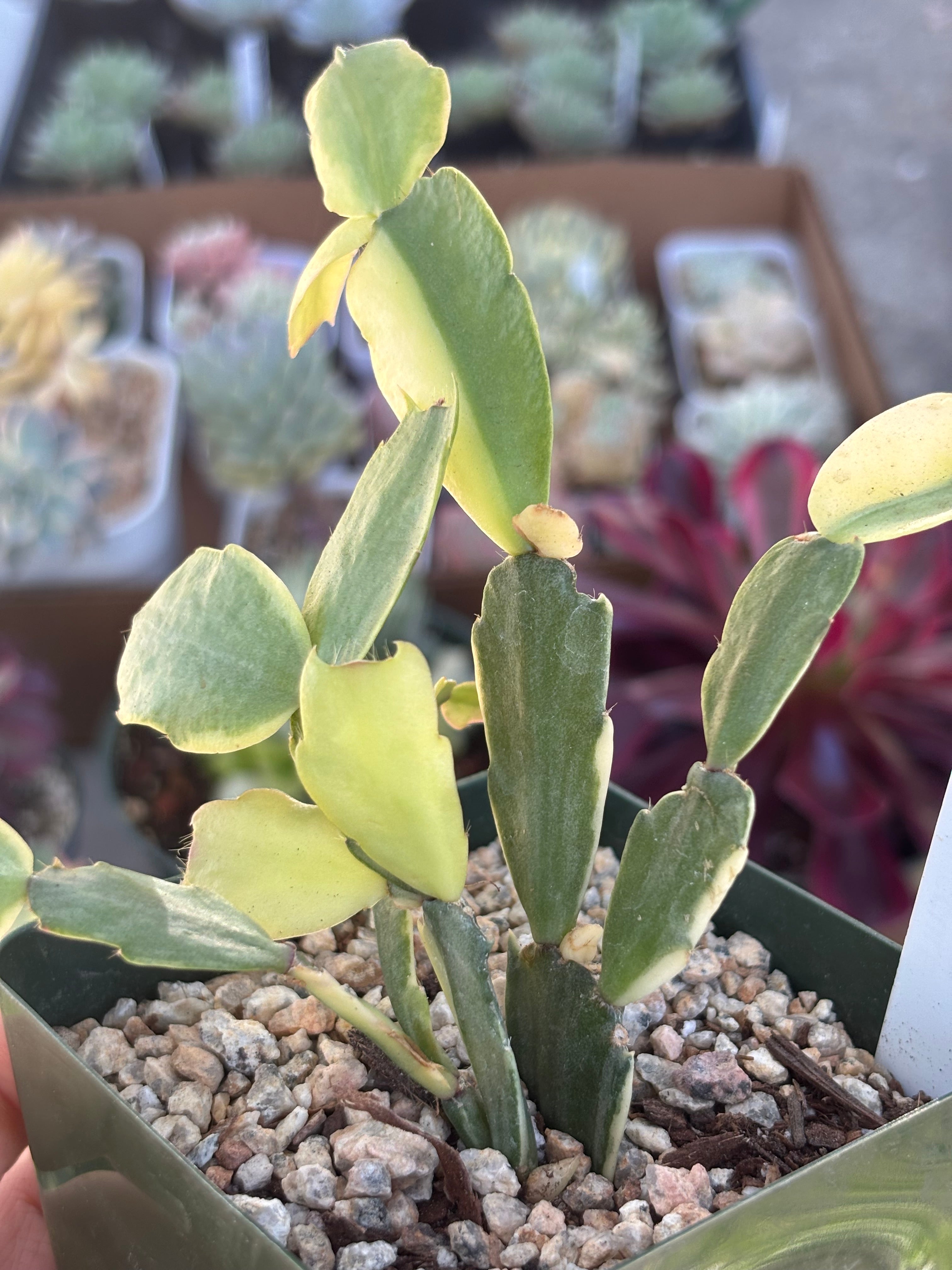 Variegated Christmas Cactus