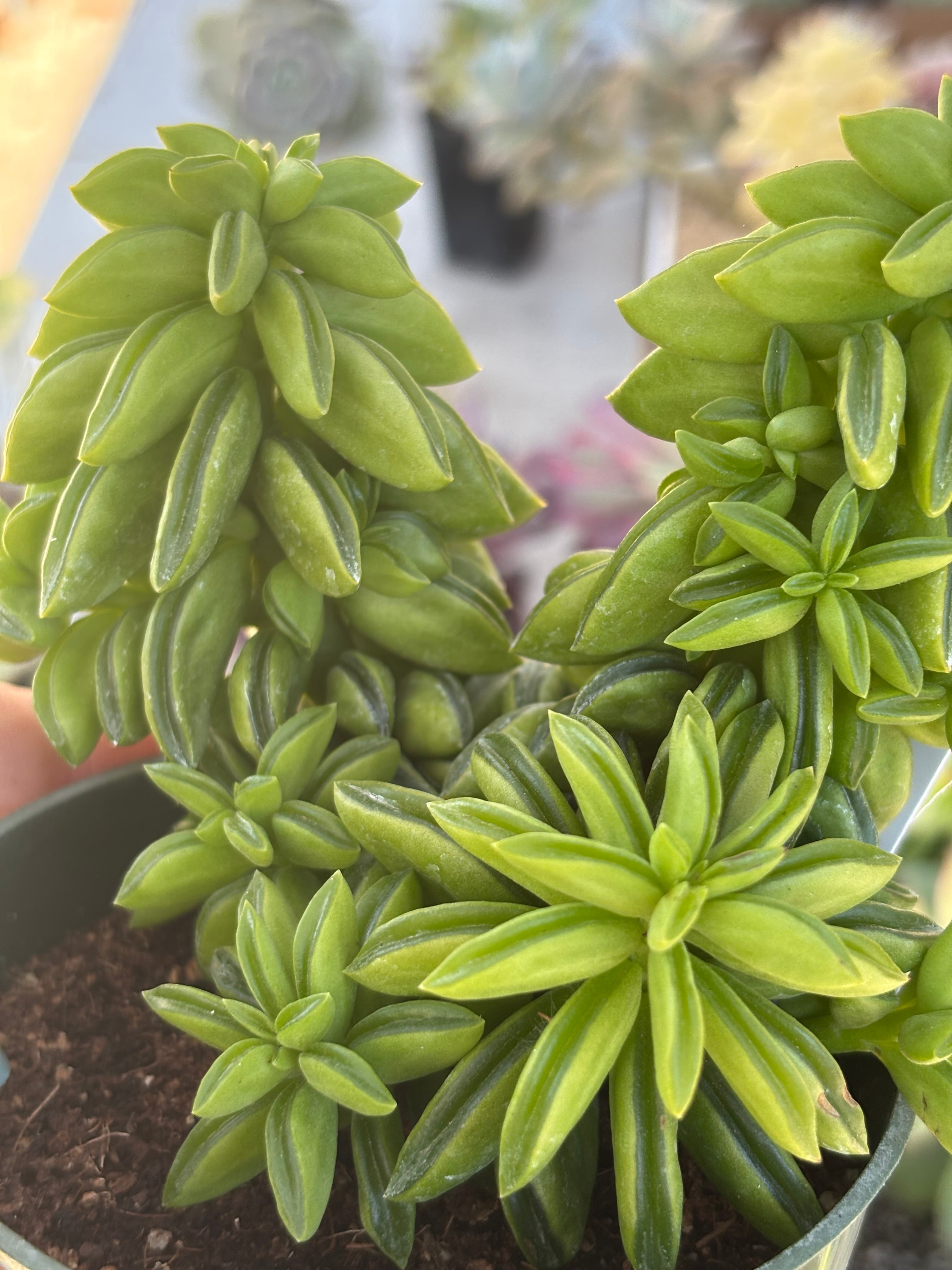 Peperomia Axillaris