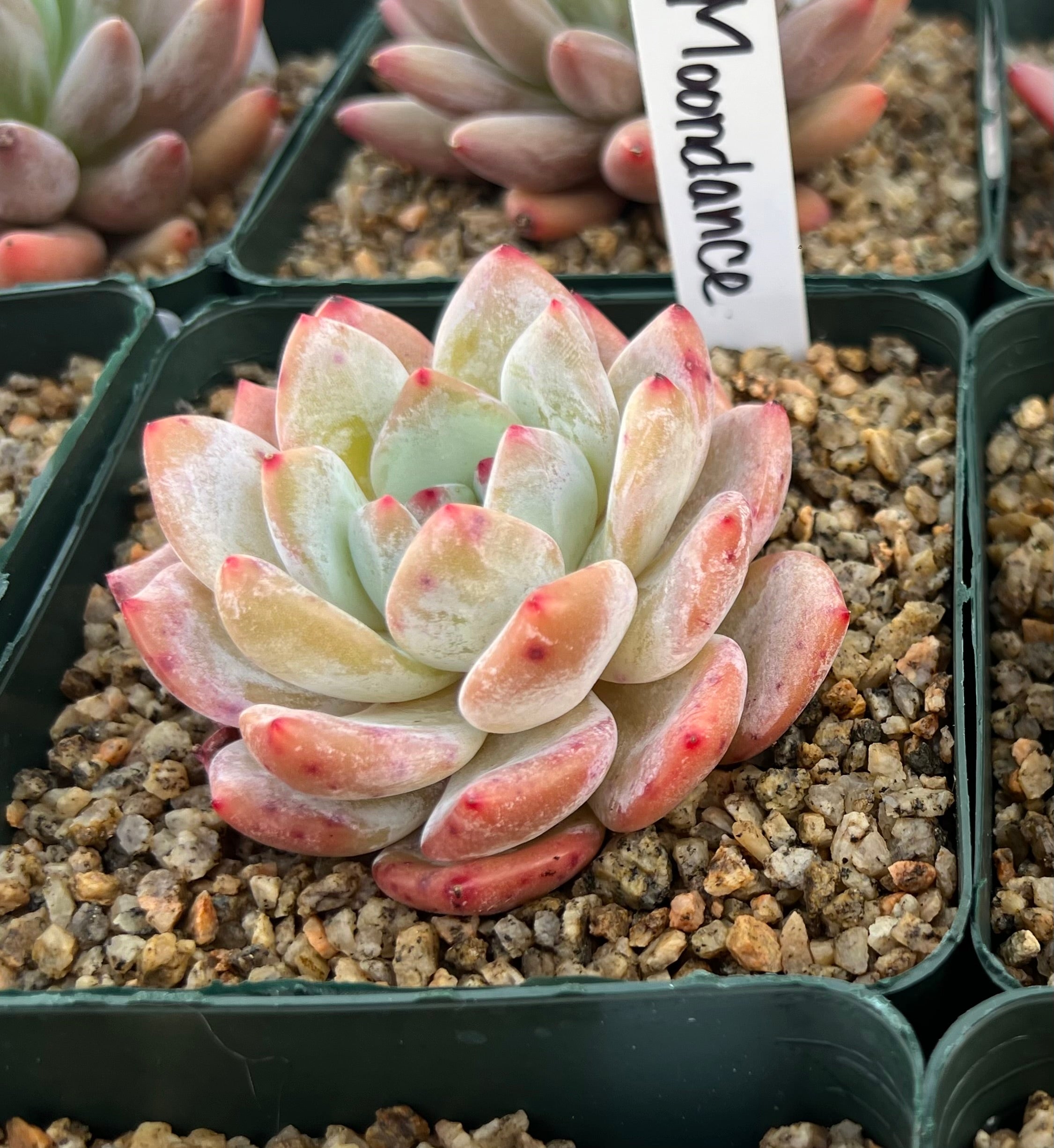 pink moon succulent Echeveria 'Moon Dance' – Succulent Bloom Co