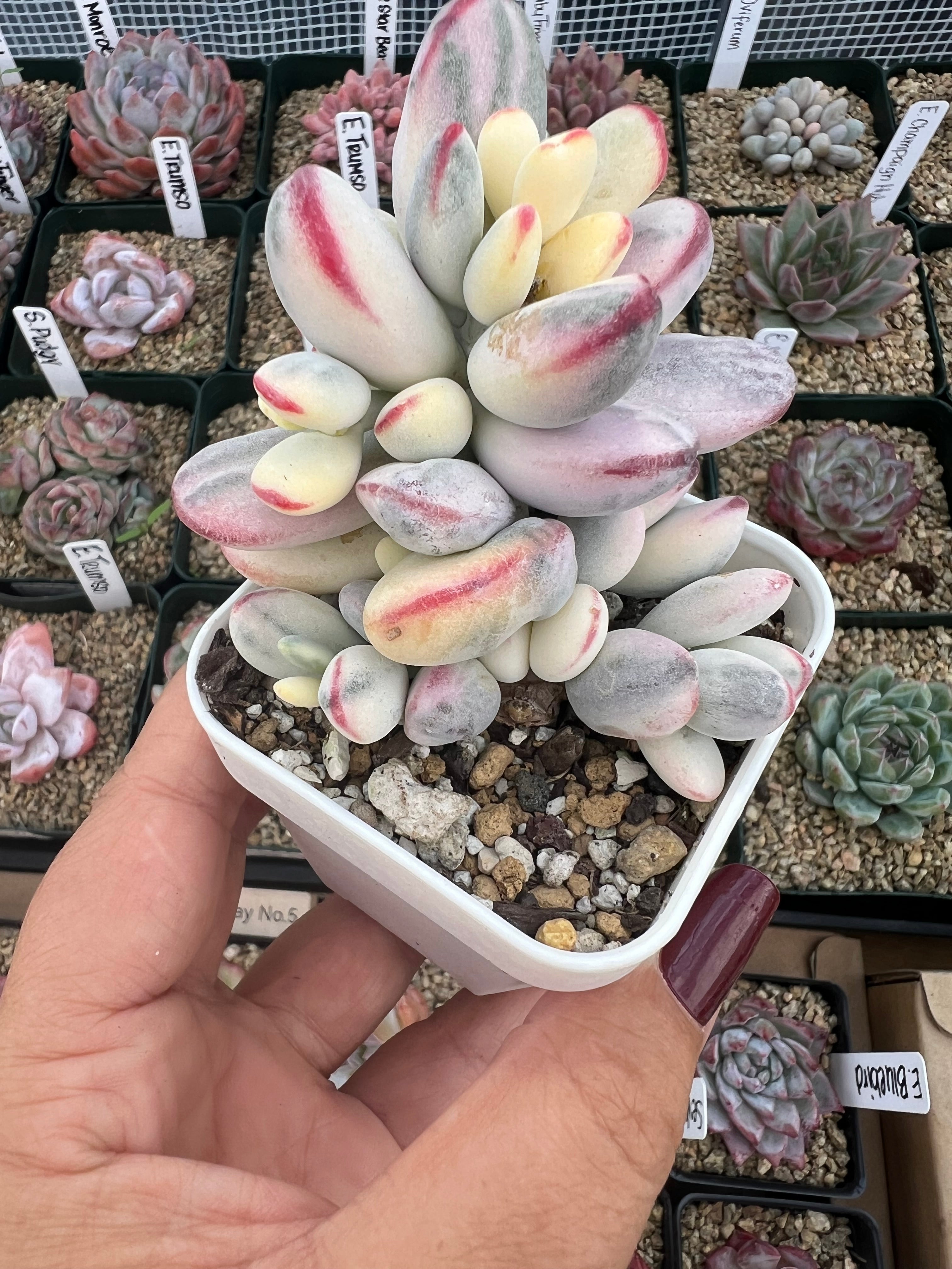 Variegated Cotyledon Orbiculata