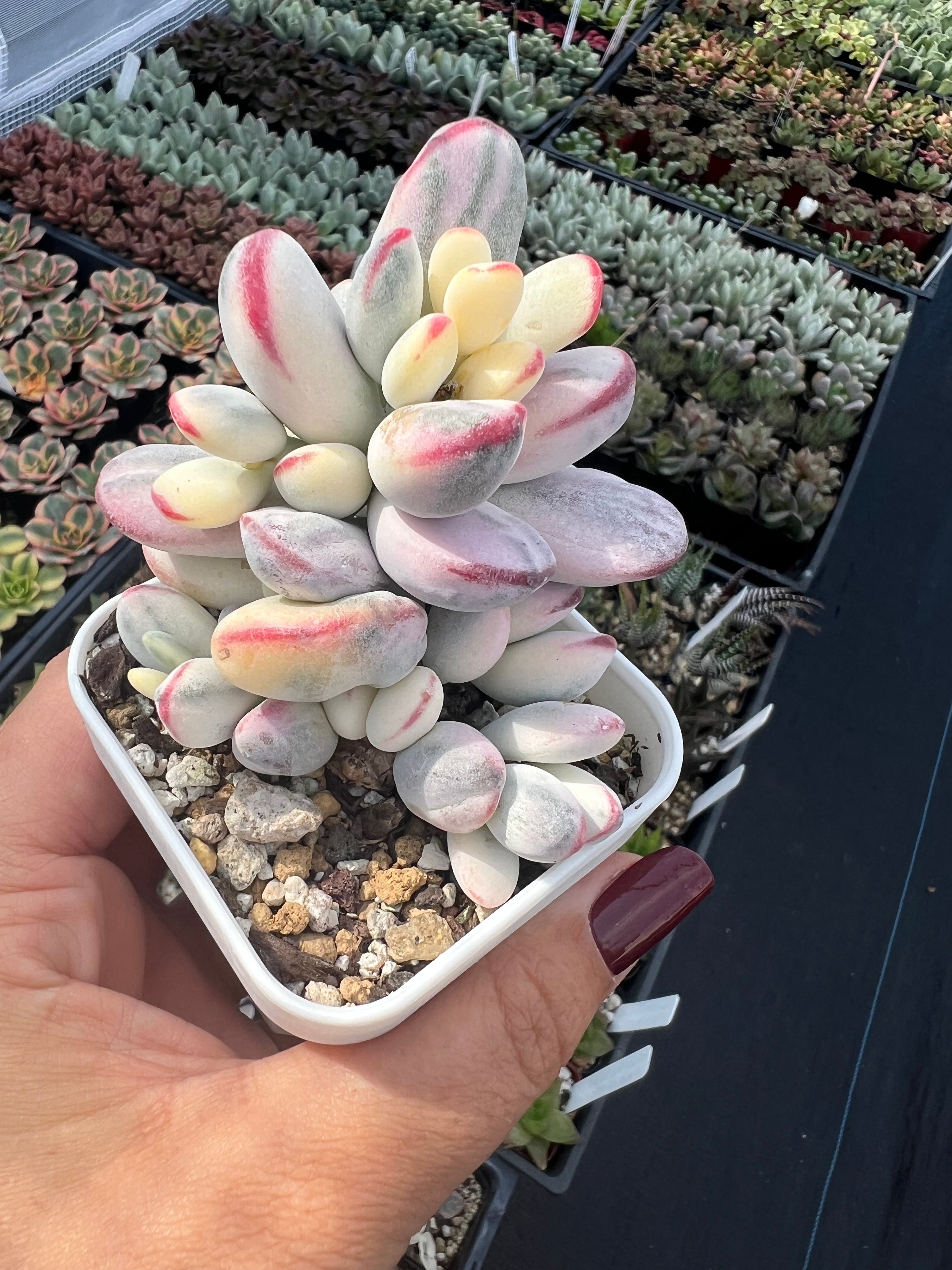 Variegated Cotyledon Orbiculata