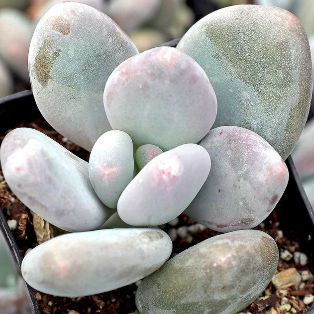 Pachyphytum oviferum - Moonstones