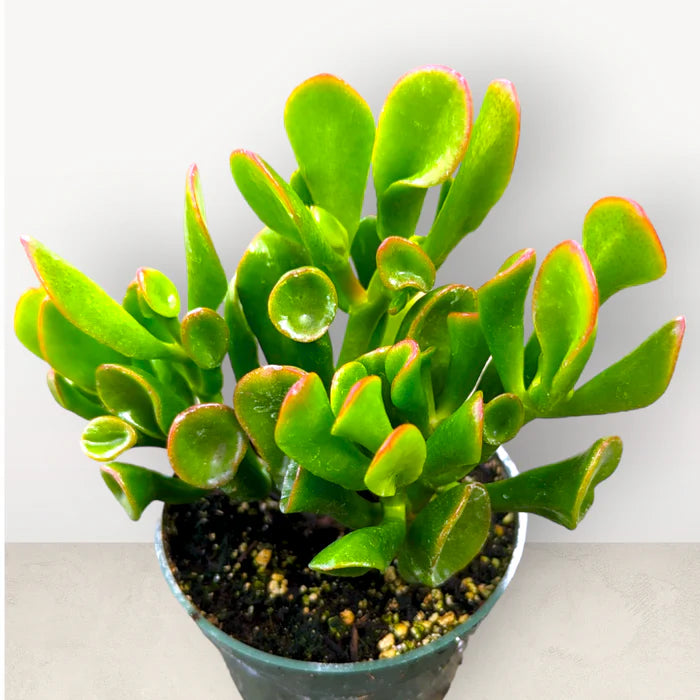 Crassula ovata 'Ogre Ears' Jade