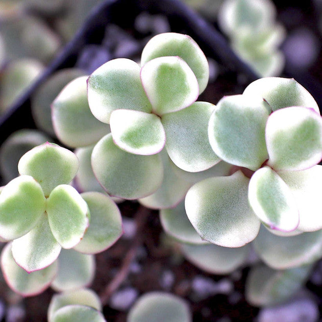 Portulacaria afra f. variegata - Rainbow Bush