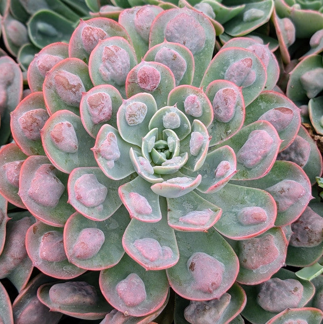 Echeveria 'Raindrops'