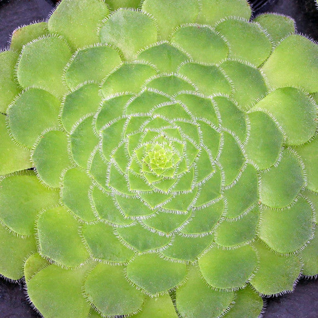Aeonium tabuliforme – Dinner Plate Aeonium