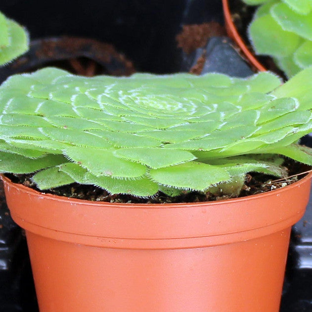 Aeonium tabuliforme – Dinner Plate Aeonium
