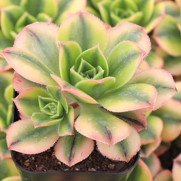Aeonium 'Floresens'