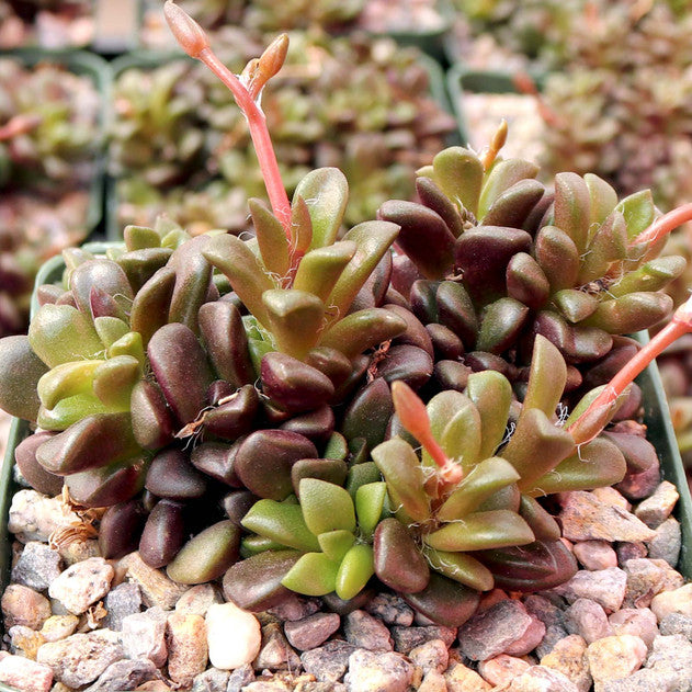 retusa succulent Anacampseros retusa – Succulent Bloom Co