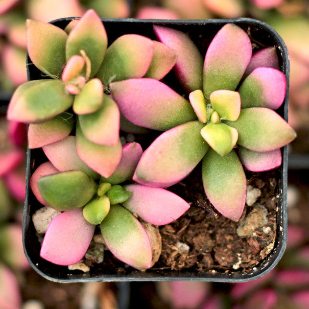 Anacampseros telephiastrum f. variegatum 'Sunrise'