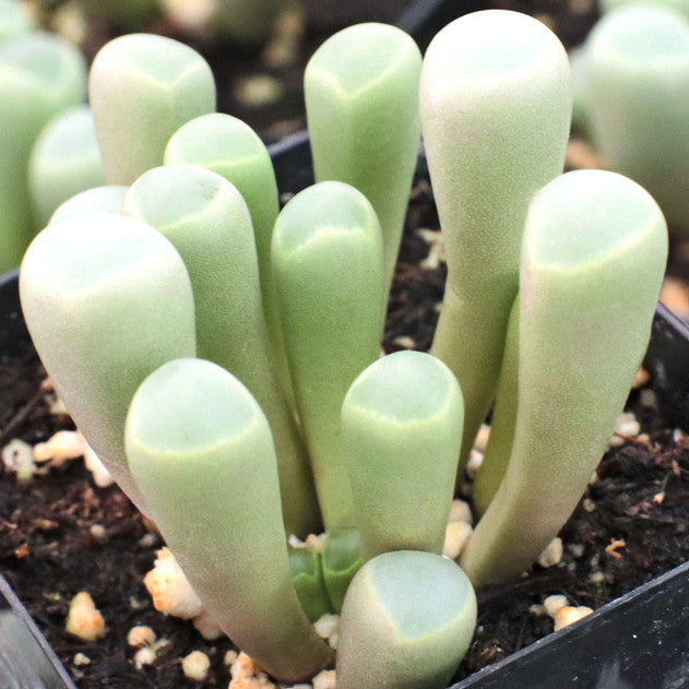 Fenestraria rhopalophylla - Baby Toes